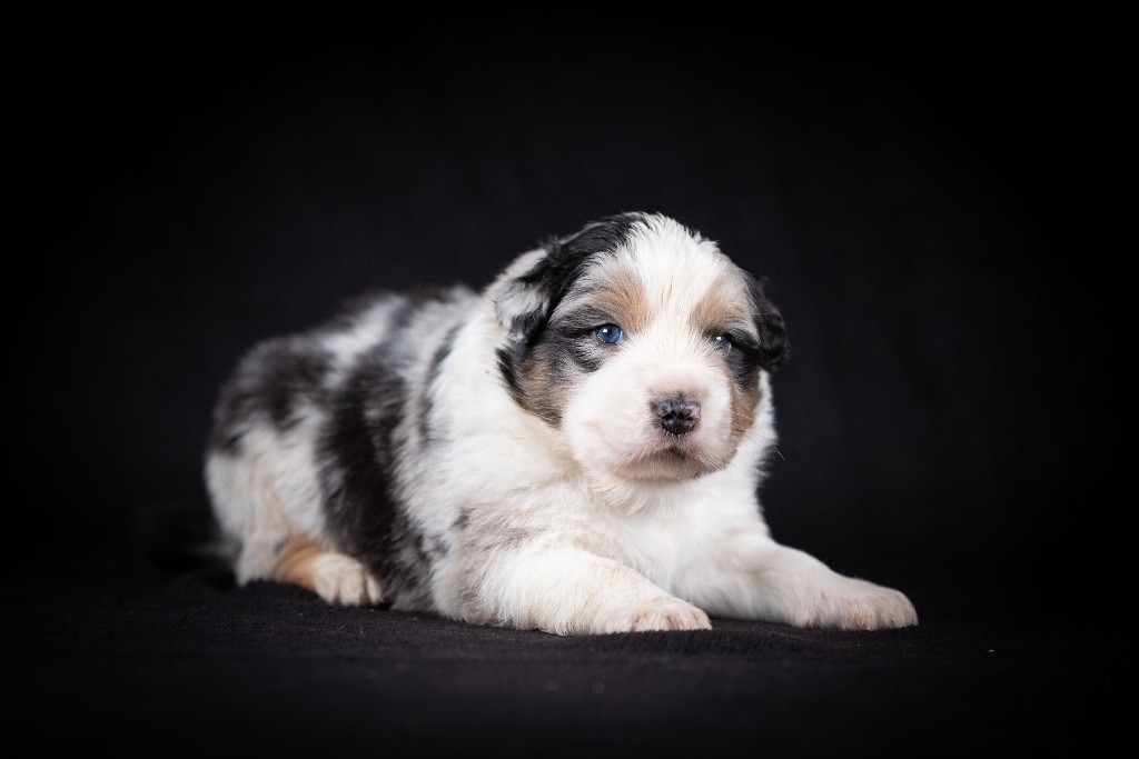 of go Fast Storm - Chiots disponibles - Berger Australien