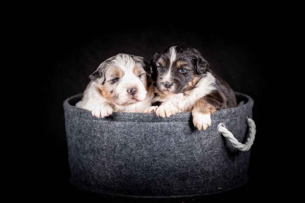 Chiot Berger Australien of go Fast Storm