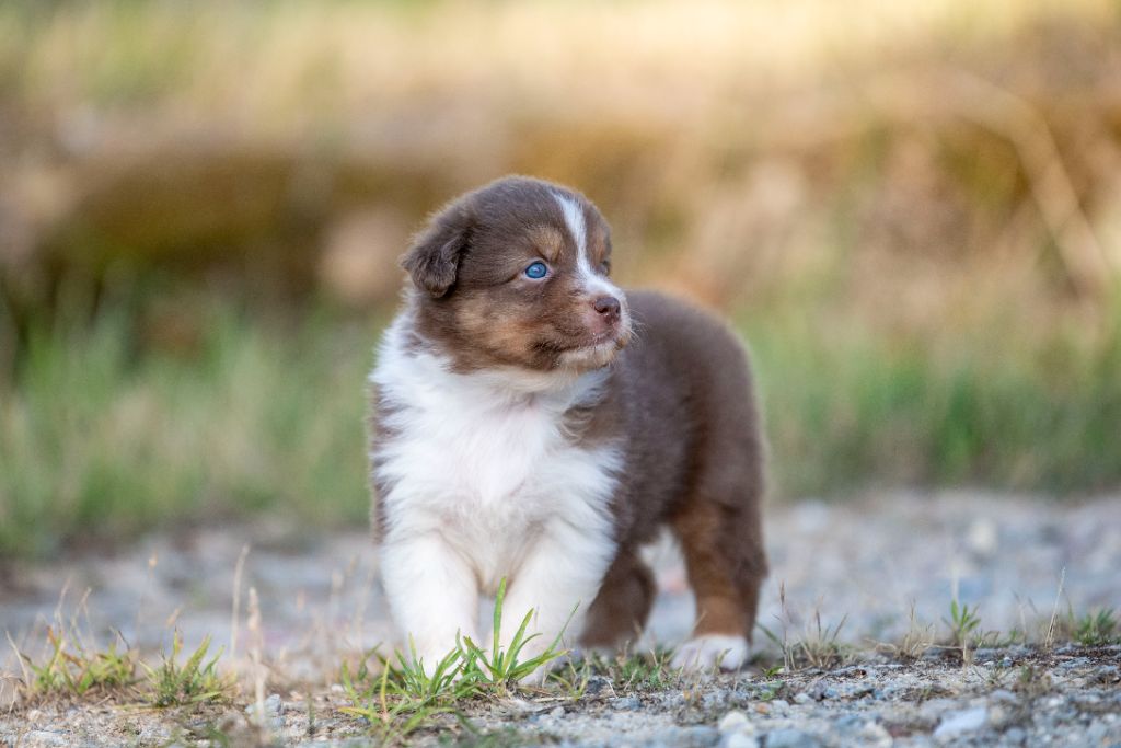 of go Fast Storm - Chiots disponibles - Berger Australien