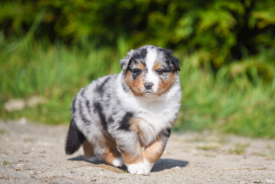 Brother Bear Kenai Of Go Fast Storm