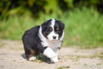 Brother Bear Nita Of Go Fast Storm