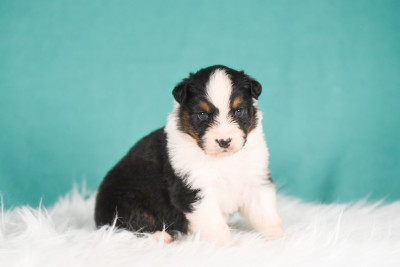 Chiot N°1