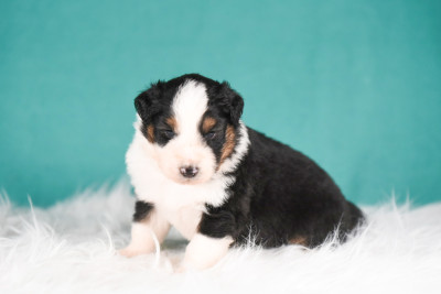 Chiot N°3