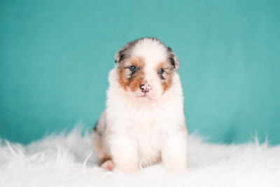 Chiot N°4