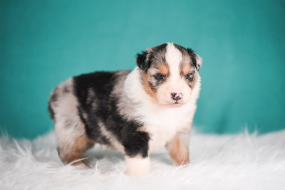 Chiot N°5