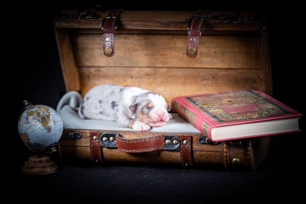 of go Fast Storm - Chiots disponibles - Berger Australien