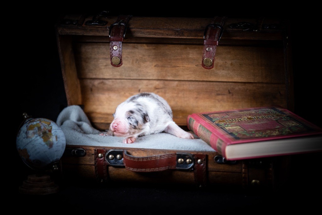 of go Fast Storm - Chiots disponibles - Berger Australien