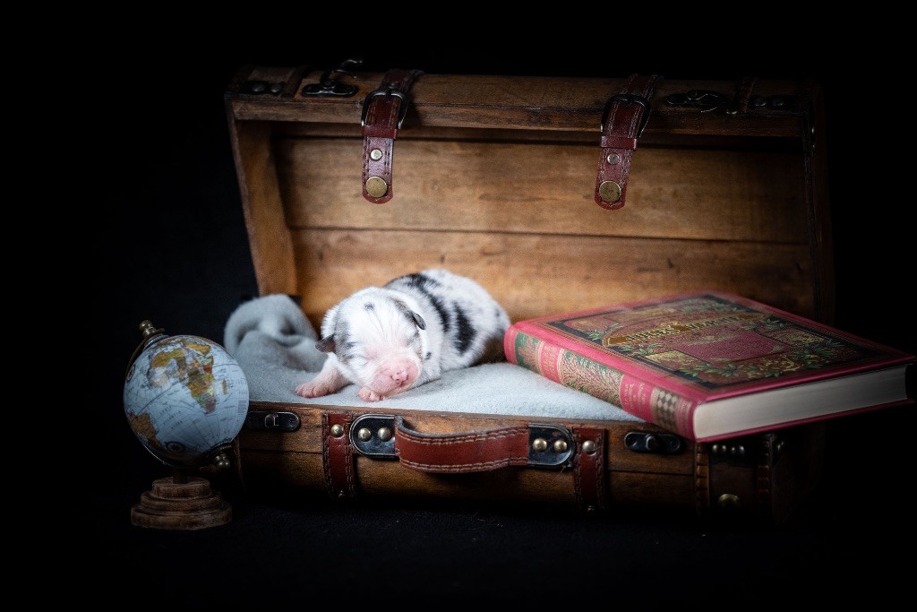 of go Fast Storm - Chiots disponibles - Berger Australien