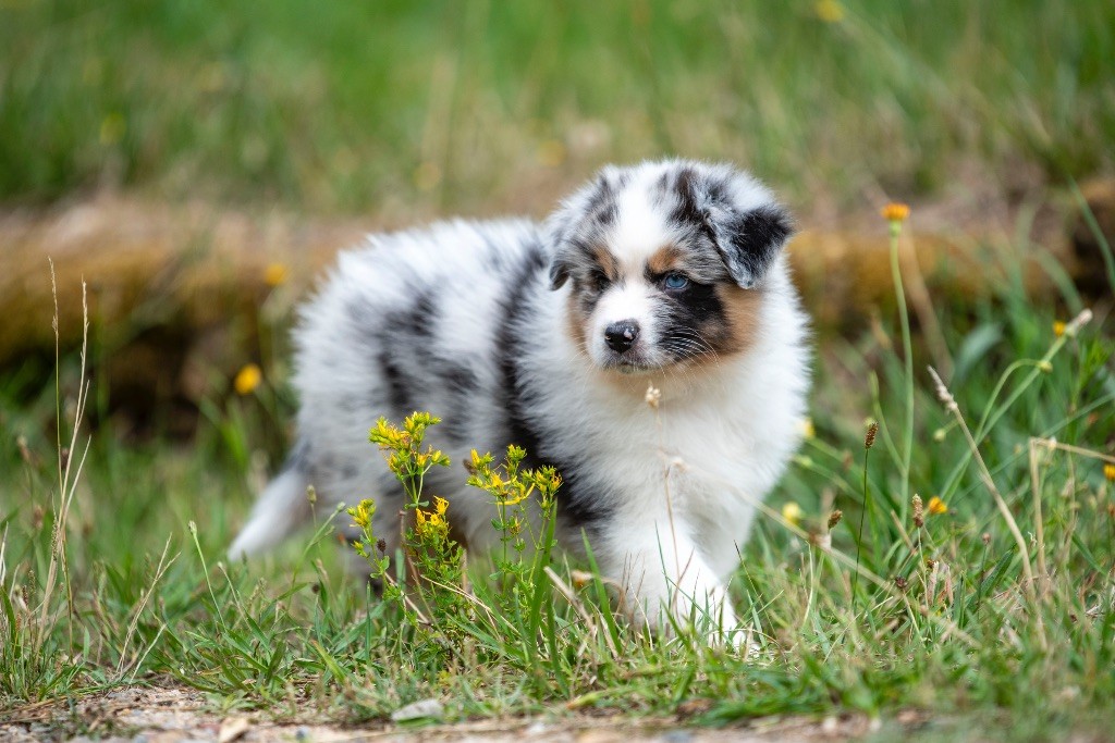 of go Fast Storm - Chiots disponibles - Berger Australien