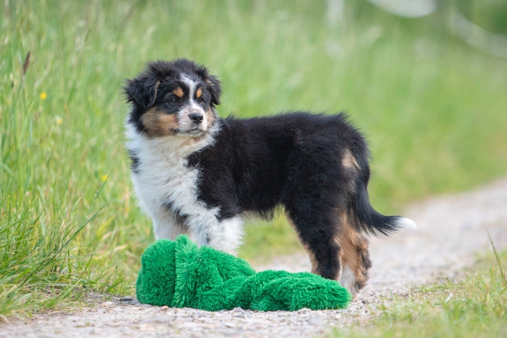 of go Fast Storm - Chiots disponibles - Berger Australien