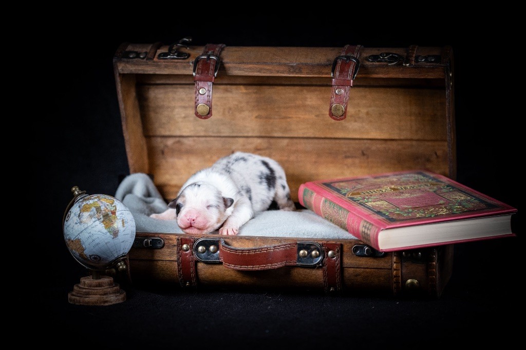 of go Fast Storm - Chiots disponibles - Berger Australien