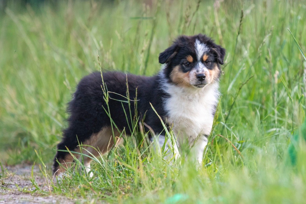 of go Fast Storm - Chiots disponibles - Berger Australien