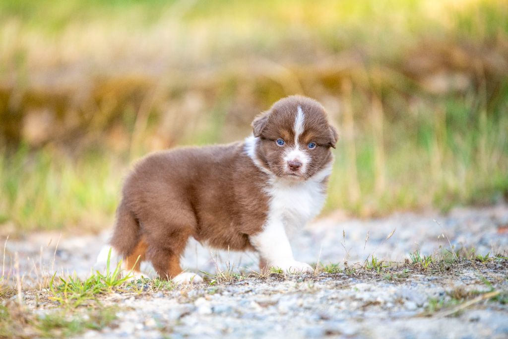 of go Fast Storm - Chiots disponibles - Berger Australien