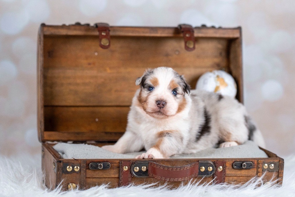 of go Fast Storm - Chiots disponibles - Berger Australien