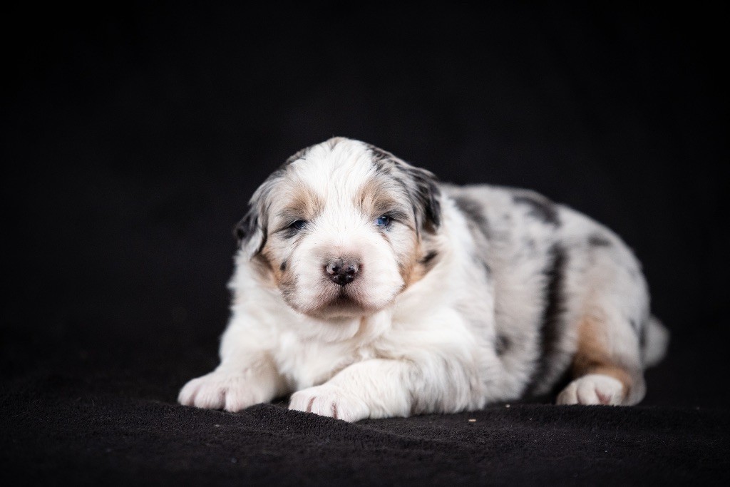 of go Fast Storm - Chiots disponibles - Berger Australien