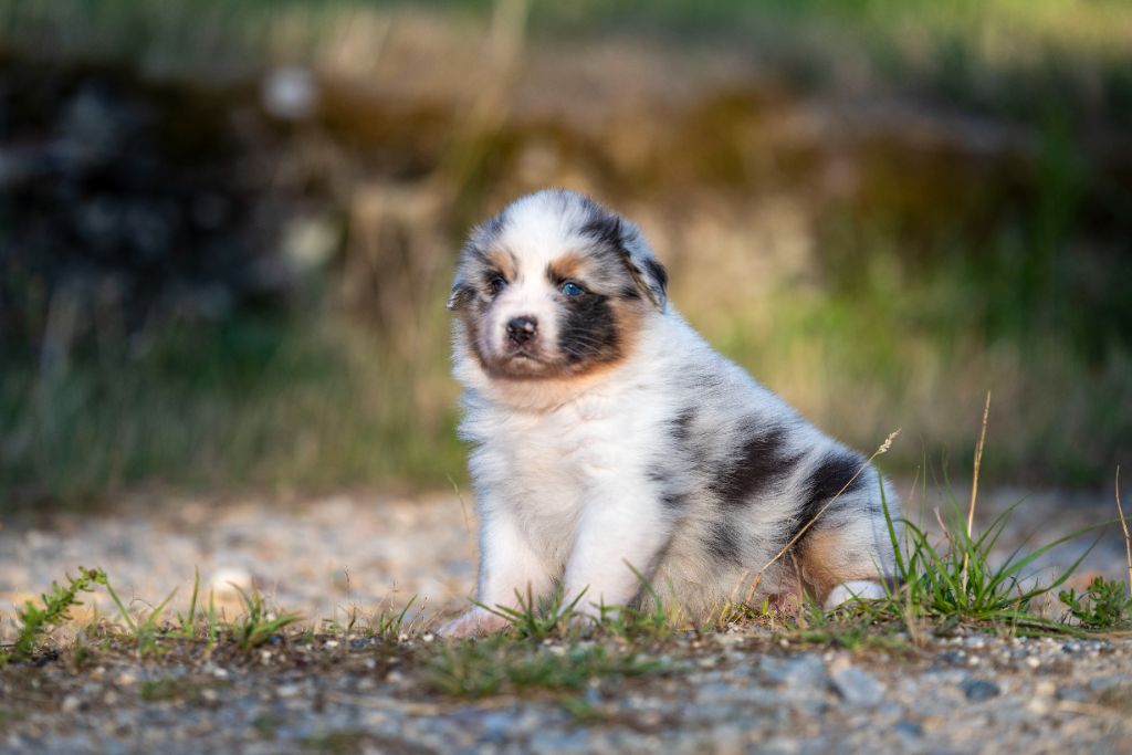 of go Fast Storm - Chiots disponibles - Berger Australien