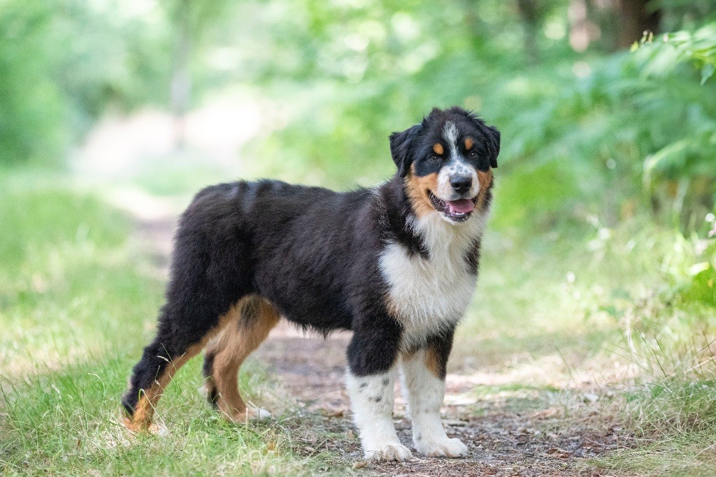 of go Fast Storm - Chiots disponibles - Berger Australien