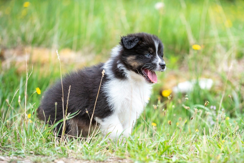 of go Fast Storm - Chiots disponibles - Berger Australien