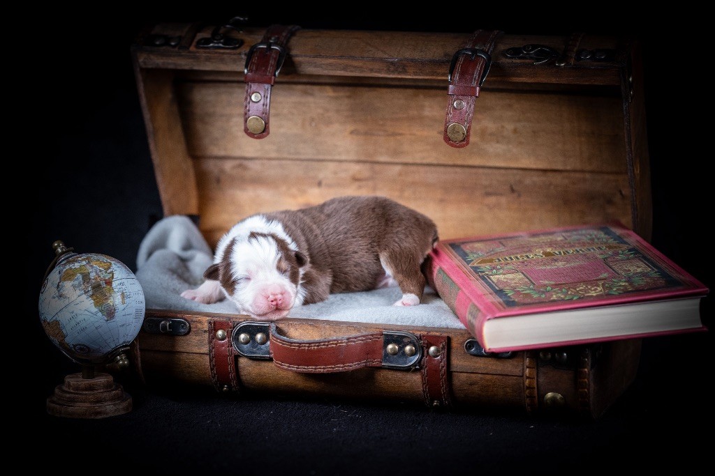 of go Fast Storm - Chiots disponibles - Berger Australien